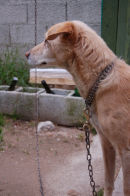 2_turn_your_attention_to_the_four_legged_population_ying_tang.jpegJPG