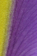 Iris - colour photograph