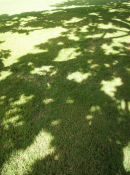 "Islands of Light are swimming on the grass" - colour photograph