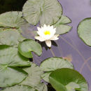 Lily - digital colour photograph
