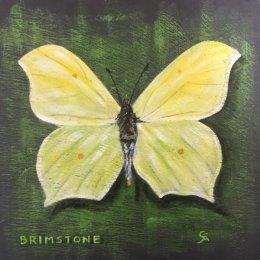 Brimstone Butterfly