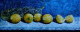 Lemons (SOLD)