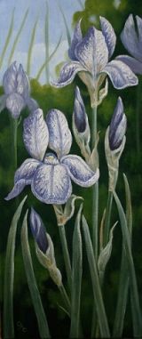 IRIS'S (SOLD)