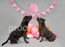 Dog Smash MIA & DIESEL