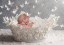 IVORY BUTTERFLIES BASKET COMP