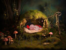LADYBIRD WOODLAND COMP