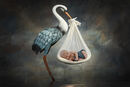 MOH STORK COMP