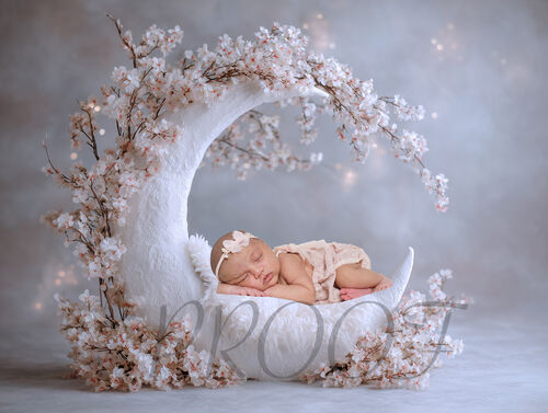MOON SPRING BLOSSOM COMP