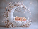 MOON SPRING BLOSSOM COMP