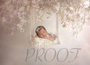 PINKY CREAM SWING COMP