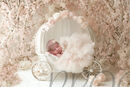 PRINCESS CARRIAGE COMP