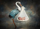 STORK COMP