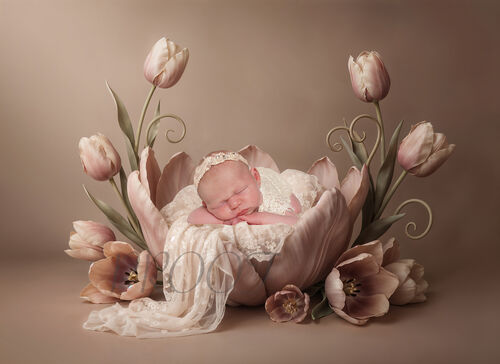 TULIP COMP