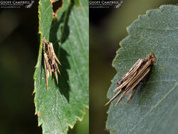 11.012 Psyche casta - Common Bagworm