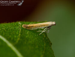 1Aspilapteryx trinipennella