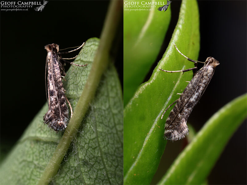 15.028 Parornix anglicella - Hawthorn Slender
