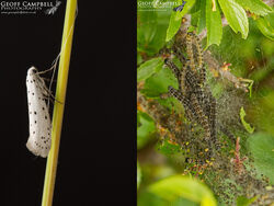 16.002 Yponomeuta padella - Orchard Ermine