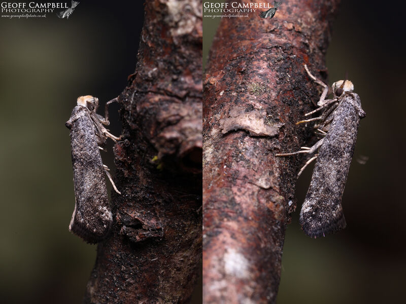 16.020 Paraswammerdamia nebulella - Hawthorn Drab