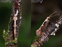 18.006 Rhigognostis incarnatella - Northern Diamond-back