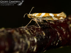 20.012 Argyresthia goedartella - Brassy Y