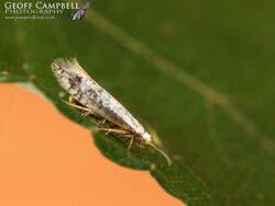 20.016 Argyresthia retinella - Speckled Tip Moth