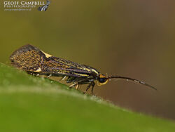 28.019 Esperia sulphurella - Sulphur Bark Moth