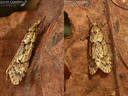 29.001 Diurnea fagella - Early Reveller