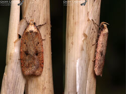 32.032 Agonopterix angelicella - Angelica Brown