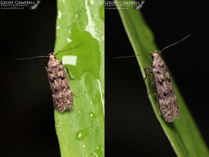 35.047 Bryotropha affinis - Dark Moss-moth
