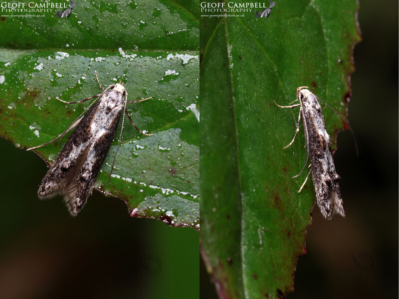 39.001 Blastodacna hellerella - Hawthorn Berry Moth