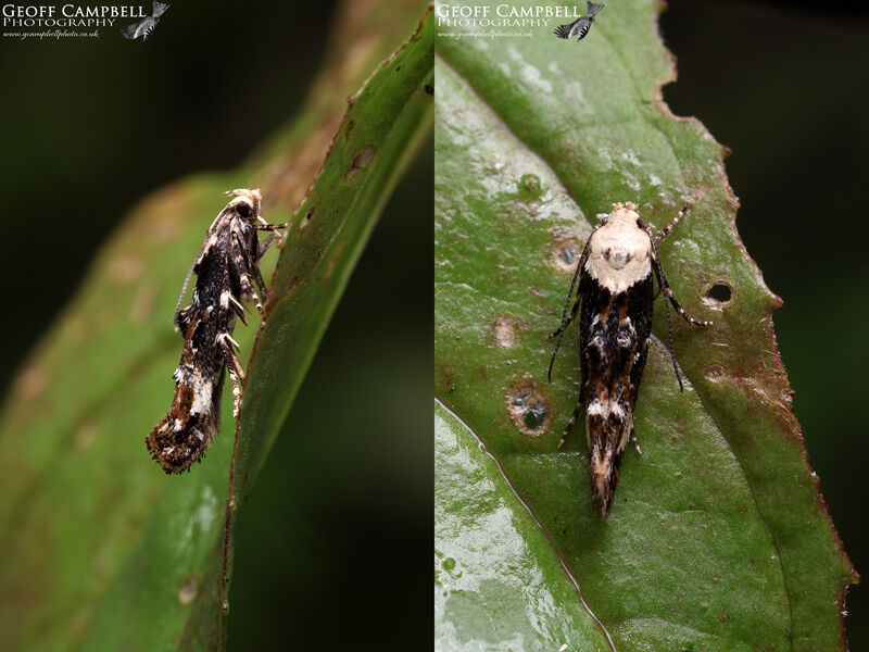 40.004 Mompha propinquella - White-headed Mompha