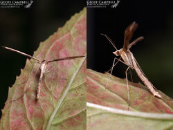 45.012 Stenoptilia pterodactyla - Brown Plume