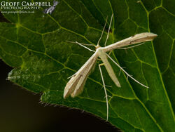 45.043 Adaina microdactyla - Hemp Agrimony Plume