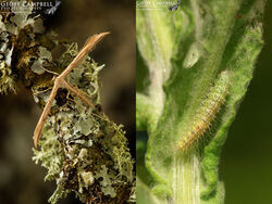 45.044 Emmelina monodactyla - Common Plume