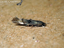 47.005 Epermenia chaerophyllella - Common Ridge-back