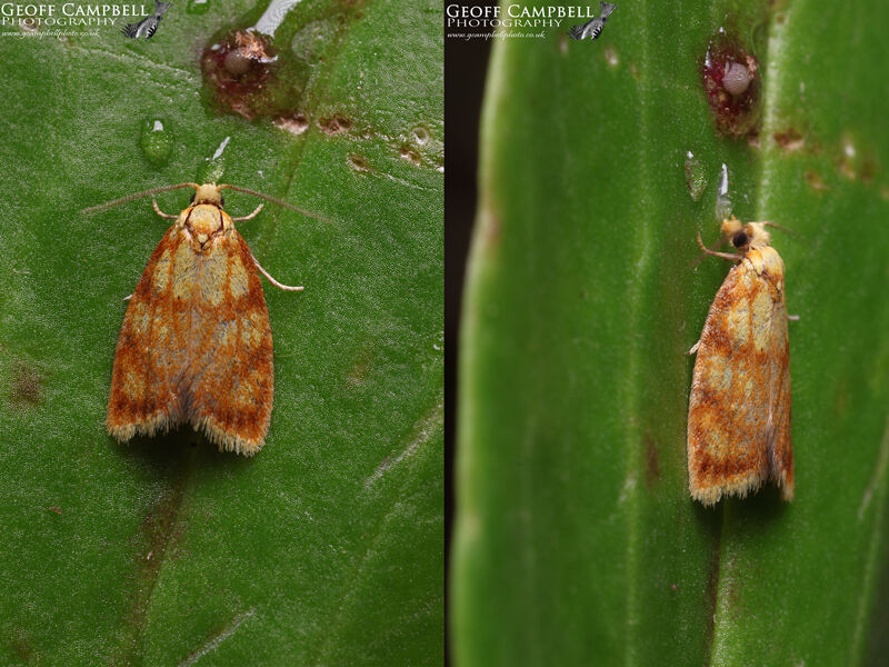 49.063 Acleris bergnanniana - Yelow Rose Tortrix