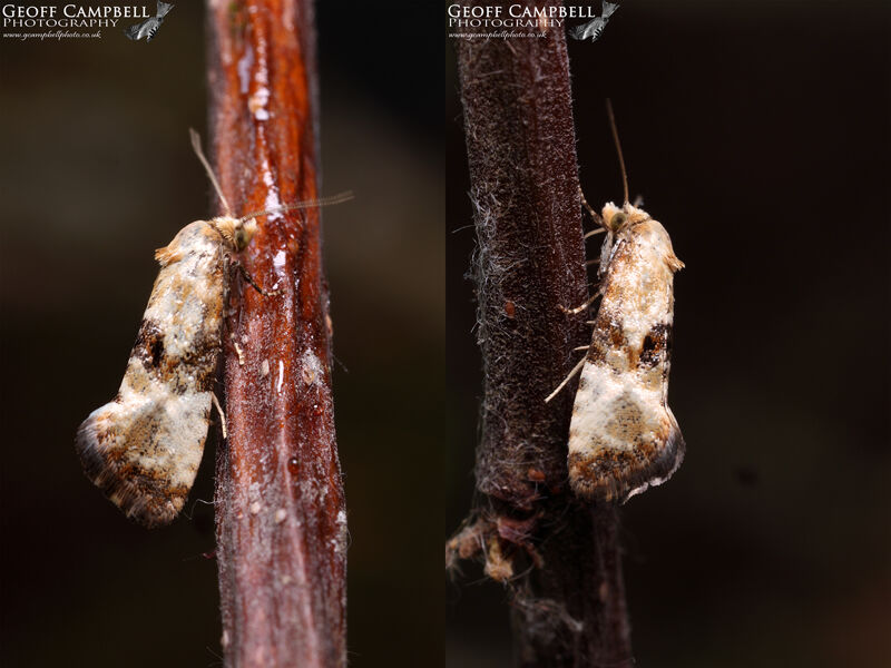 49.111 Eupoecilia angustana - Dark-barred Straw