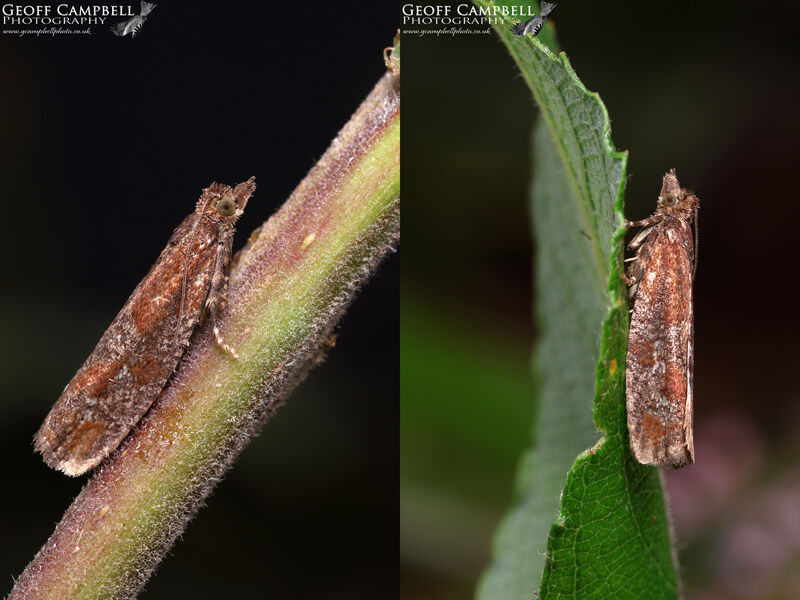 49.229 Epinotia caprana - Large Willow Roller
