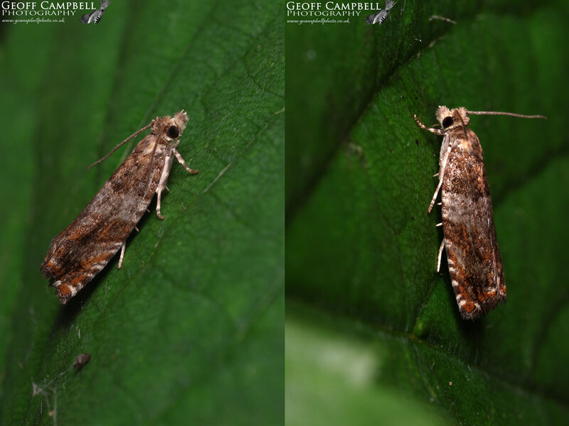 49.234 Epinotia abbreviana - Brown Elm Tortrix