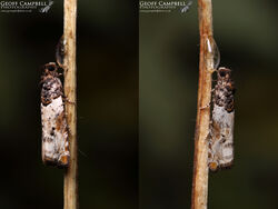 49.279 Gypsonoma dealbana