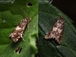 49.289 Epiblema costipunctana - Ragwort Root-borer