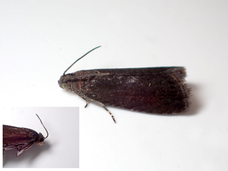 49.358 Grapholita tenebrosana - Rose Piercer