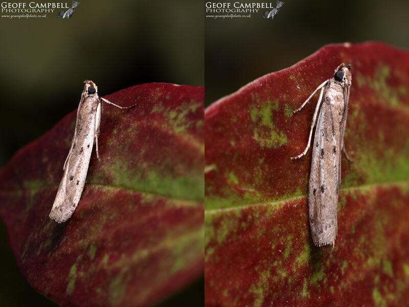 62.058 Phycitodes binaevella - Spotted Knot-horn