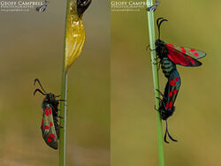 Six-spot Burnet (Zygaena filipendulae)