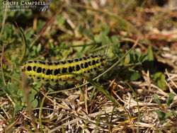 Six-spot Burnet Zygaena filipendulae larva