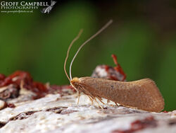 7.012 Nematopogon schwarziellus - Sandy Longhorn