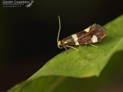 8.004 Incurvaria praelatella - Strawberry Cutter