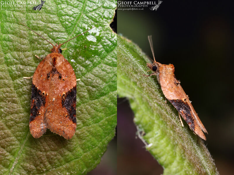 Acleris laterana