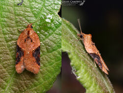 Acleris laterana
