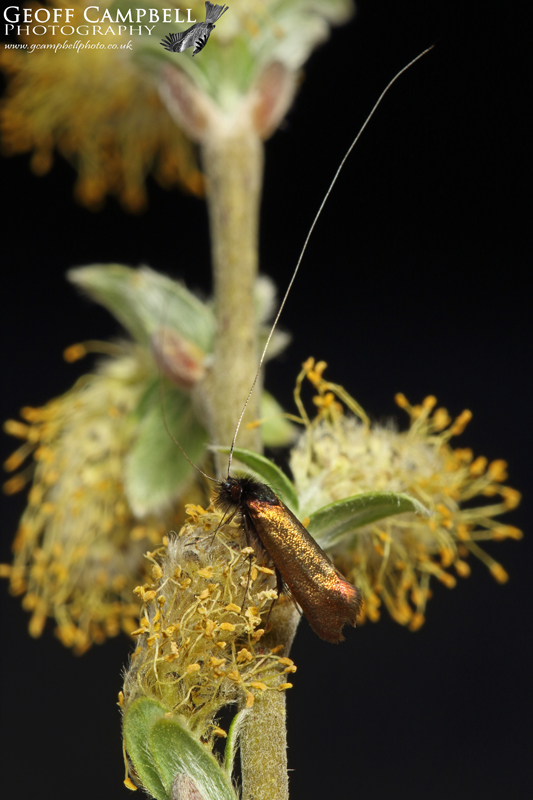 Early Long-horn (Adela cuprella)